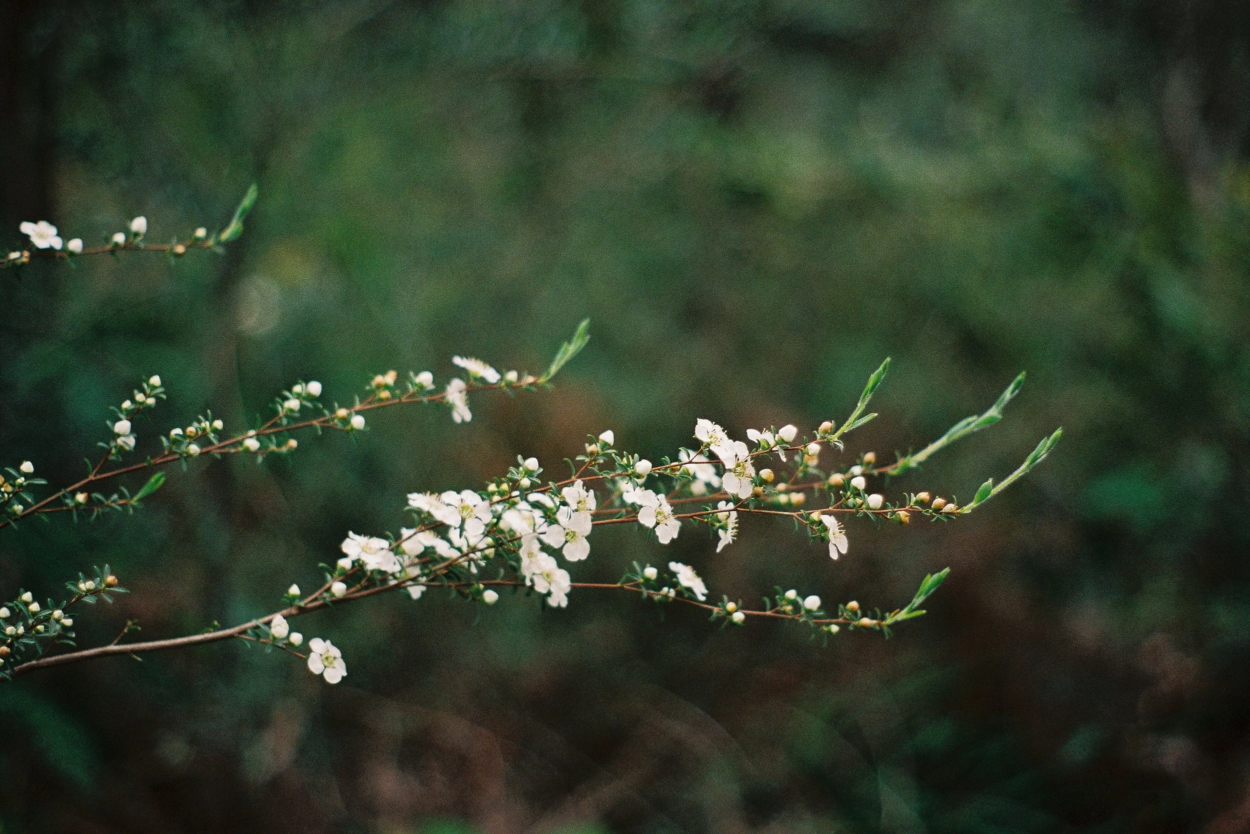 638EC5CA-A276-4BFC-8D72-88B61A54F718.jpeg
