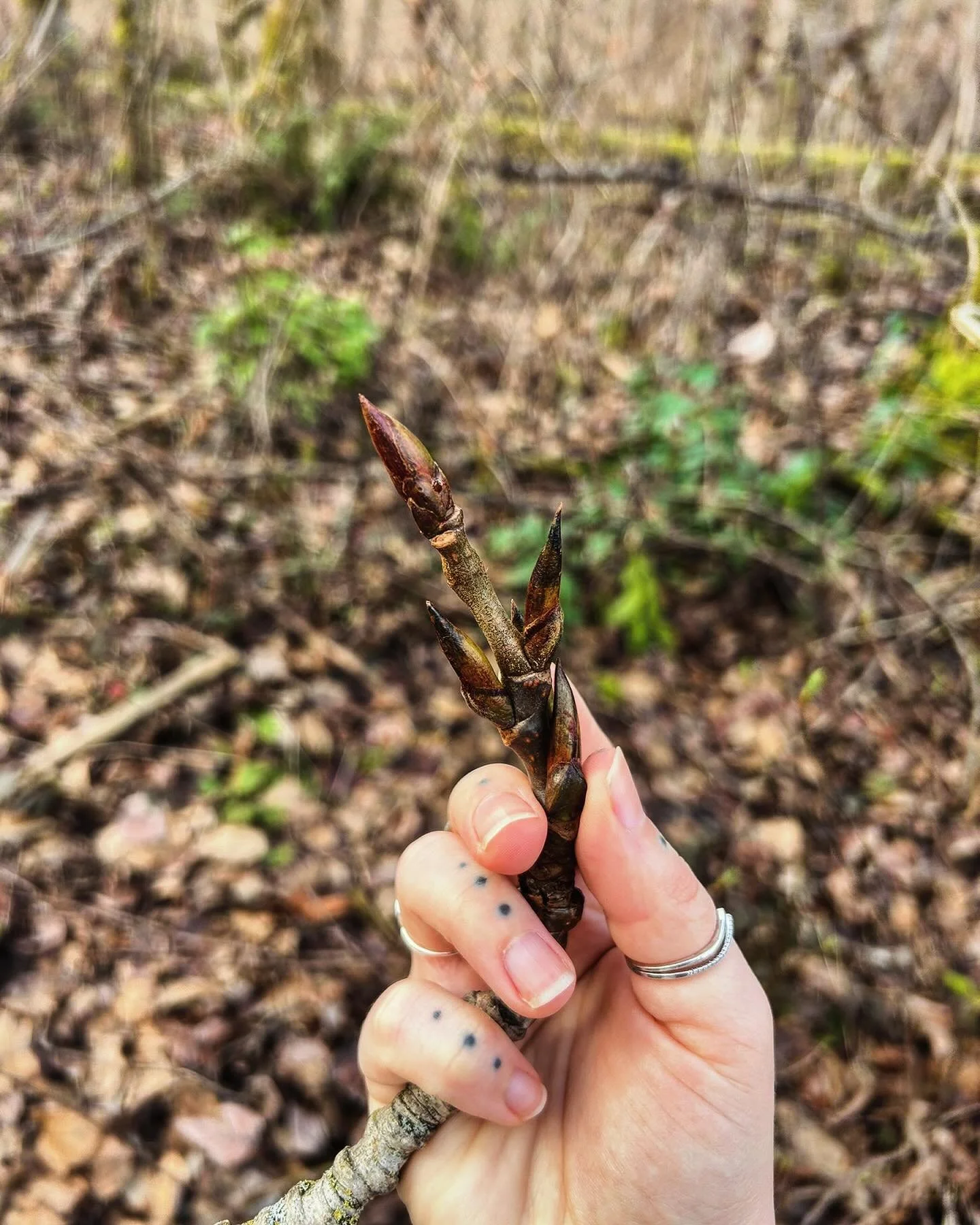 Poplar spp - Cottonwood: a harvest as the portal to Spring 🌿

Poplar energy is grounding &mdash; transmuting for chaotic energy and overwhelm; tall and towering found by flowing water. 

The medicinal properties of the poplar bud are commonly called