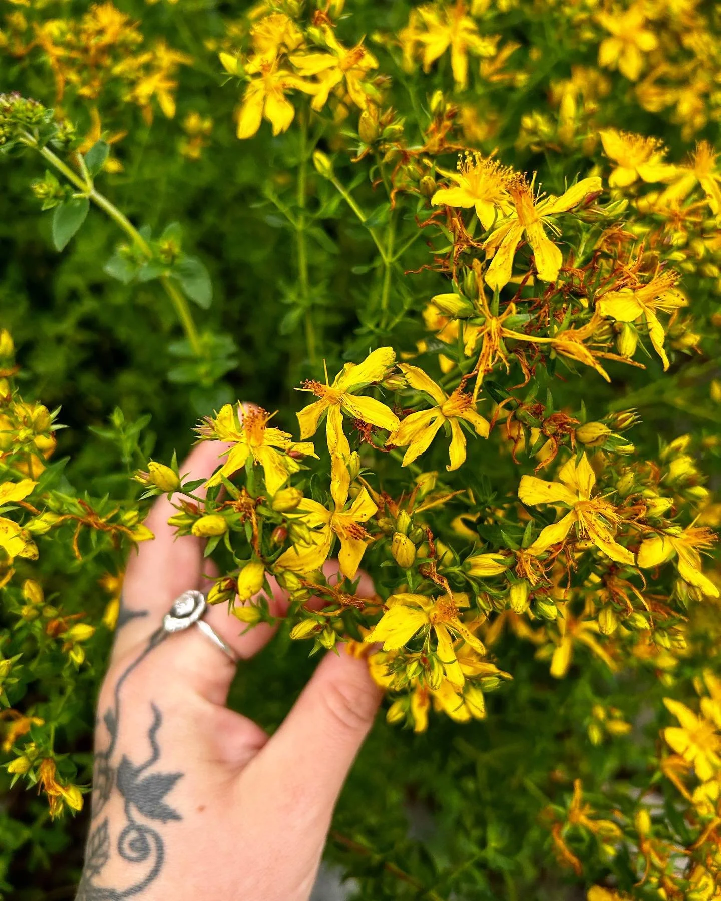 Hypericum perforatum marking the Summer Solstice

#herbalmedicine #botany #botanyphotography #herbal #herbalremedies #herbalist #herbalism #botanicalmedicine