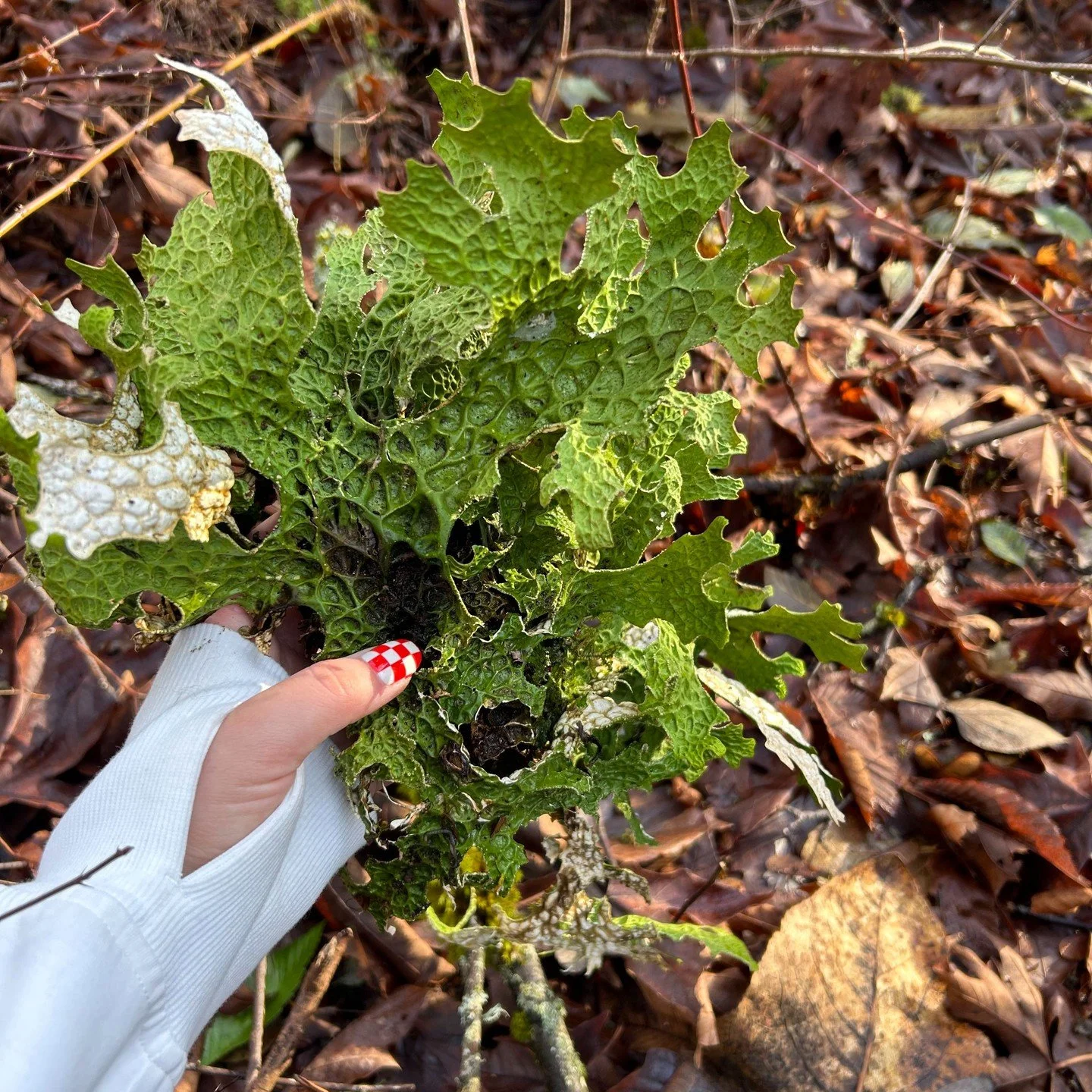 Lobaria pulmonaria is a slow-growing lichen, and in some areas, its populations are declining due to habitat destruction and air pollution. 

When harvesting, it is essential to ensure that it is done sustainably, respecting local regulations and avo