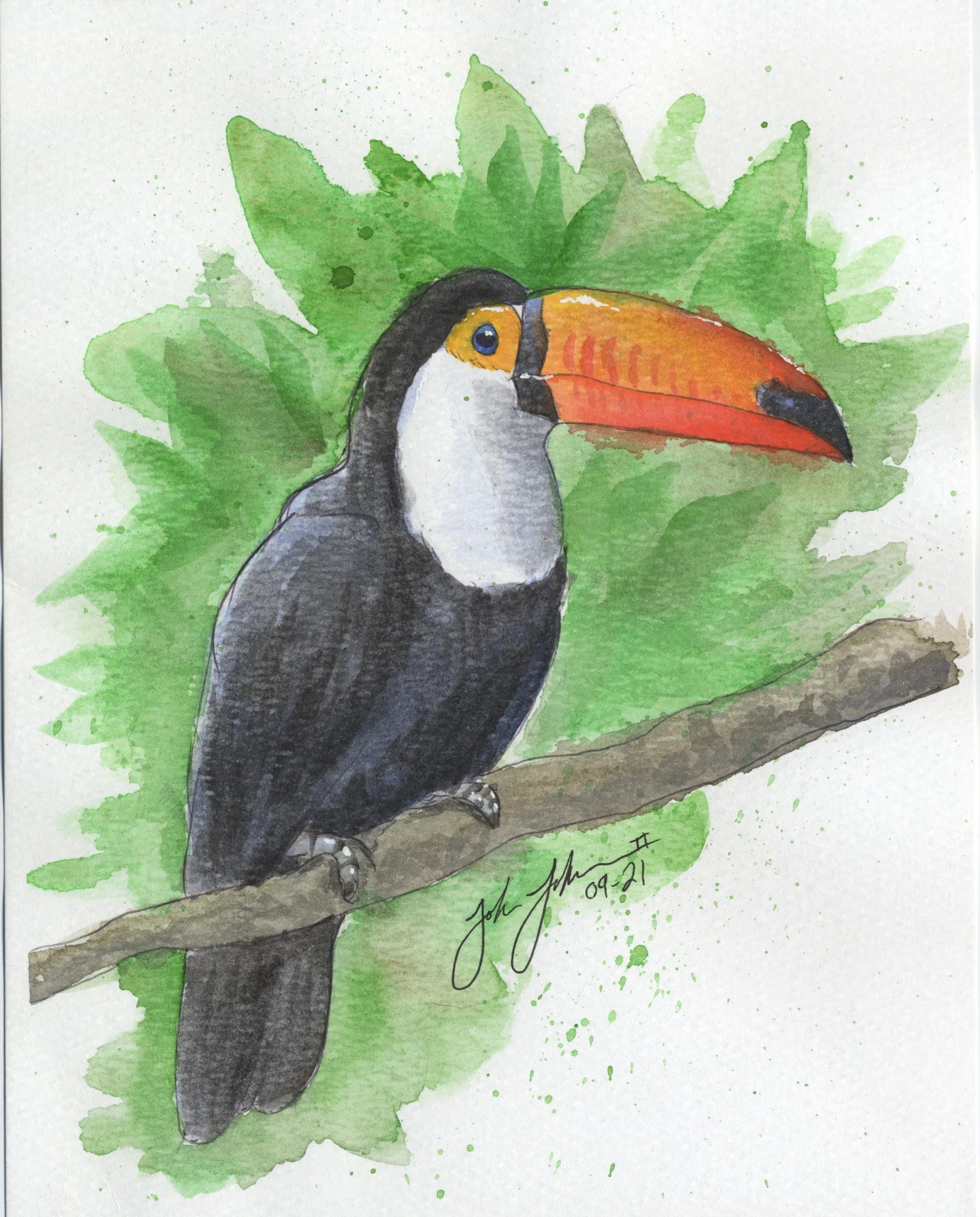 Toucan.jpg
