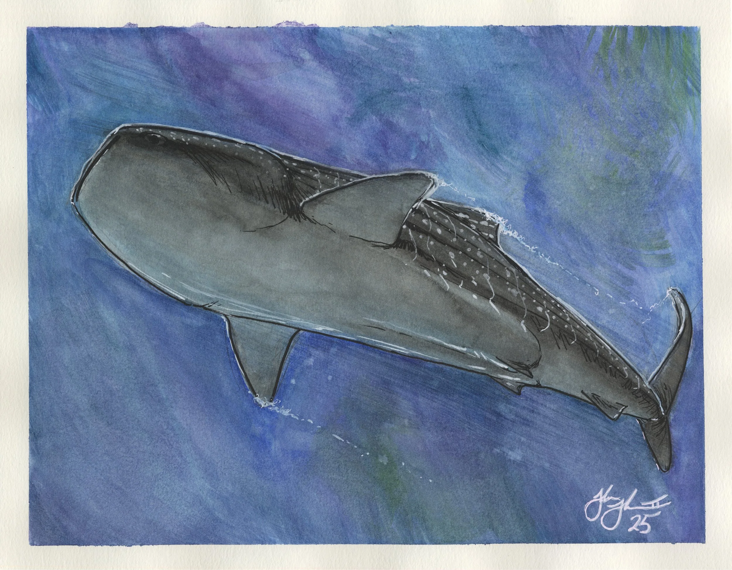 Whale Shark
