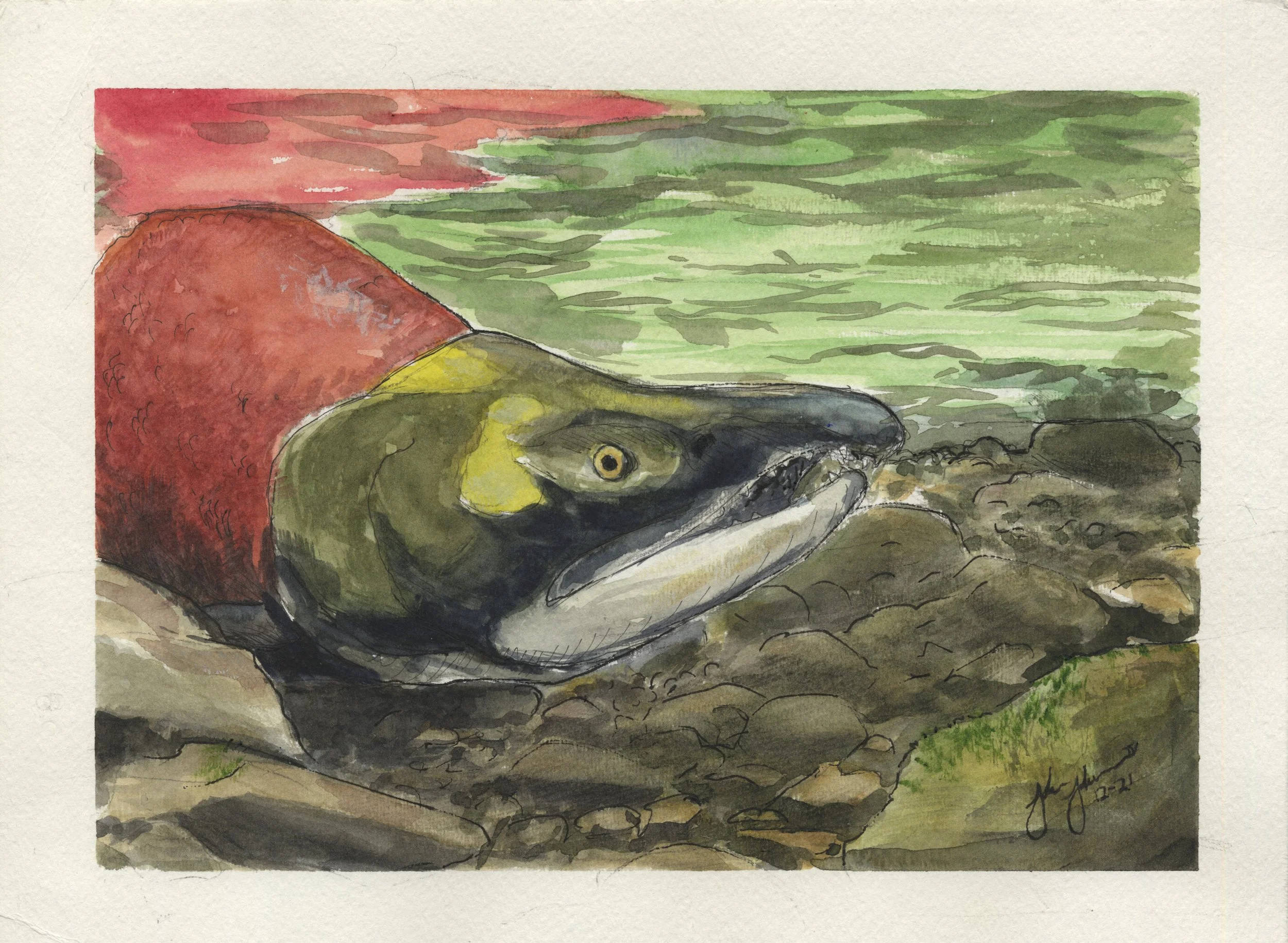 Salmon.jpg