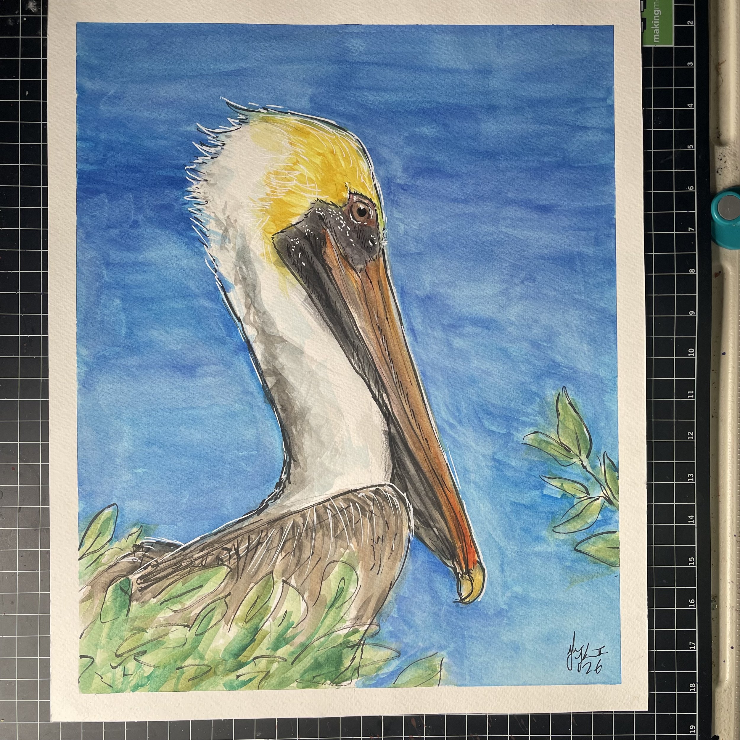 Brown Pelican