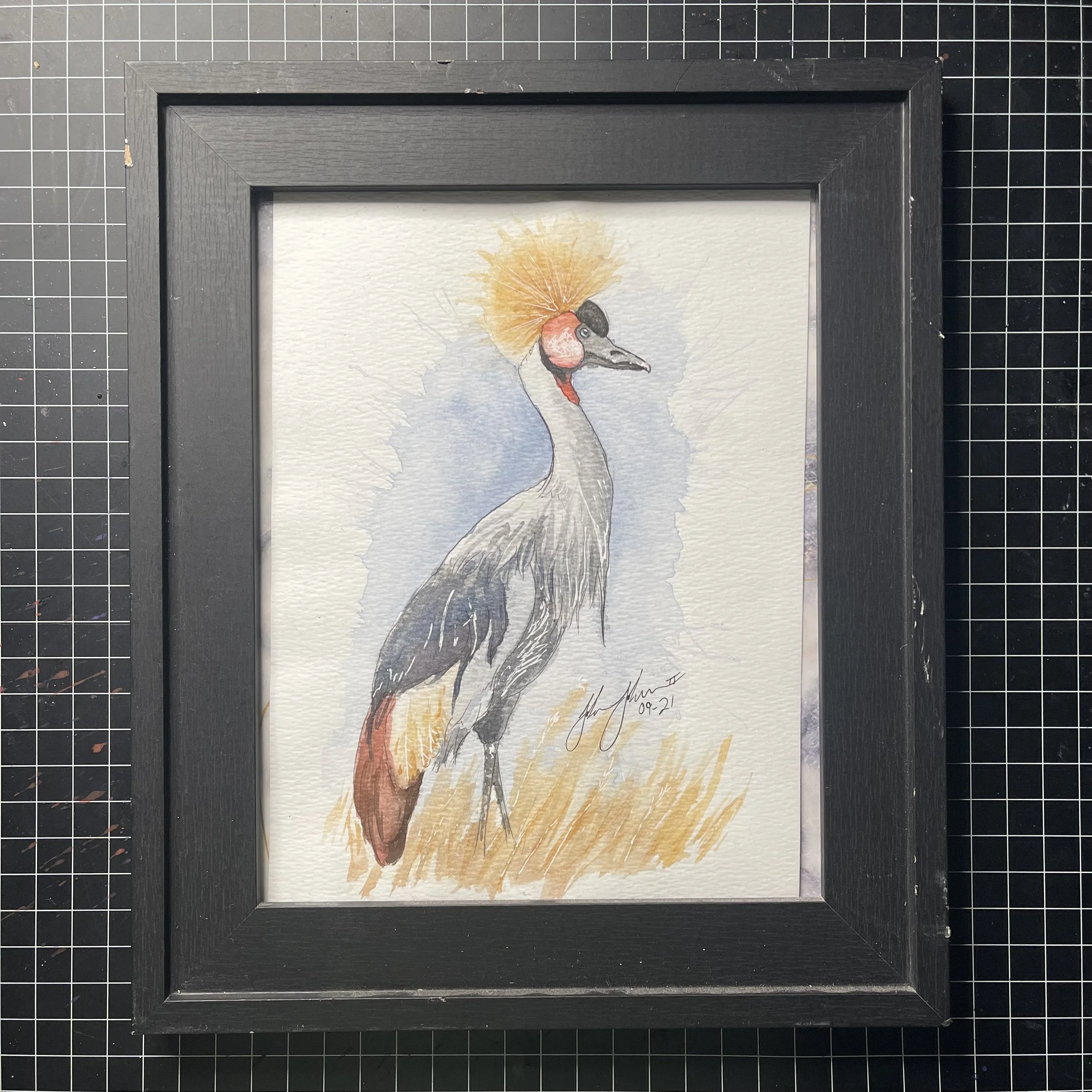 Grey Crowned Crane