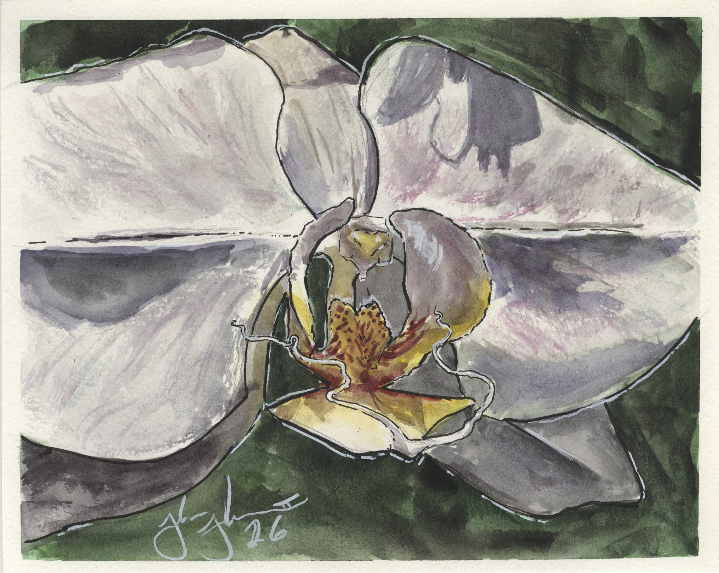 NBG Orchid.jpg