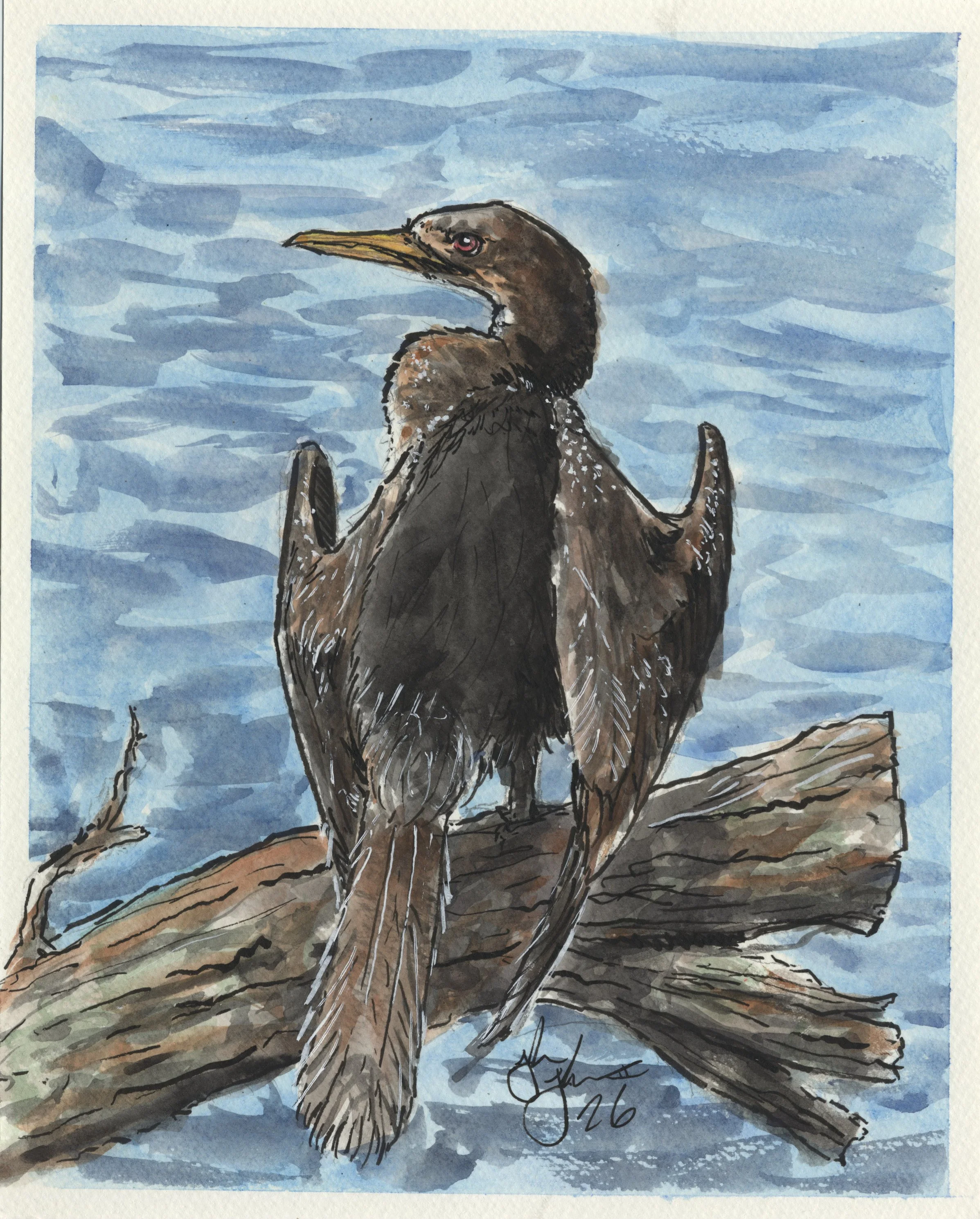 Anhinga.jpg