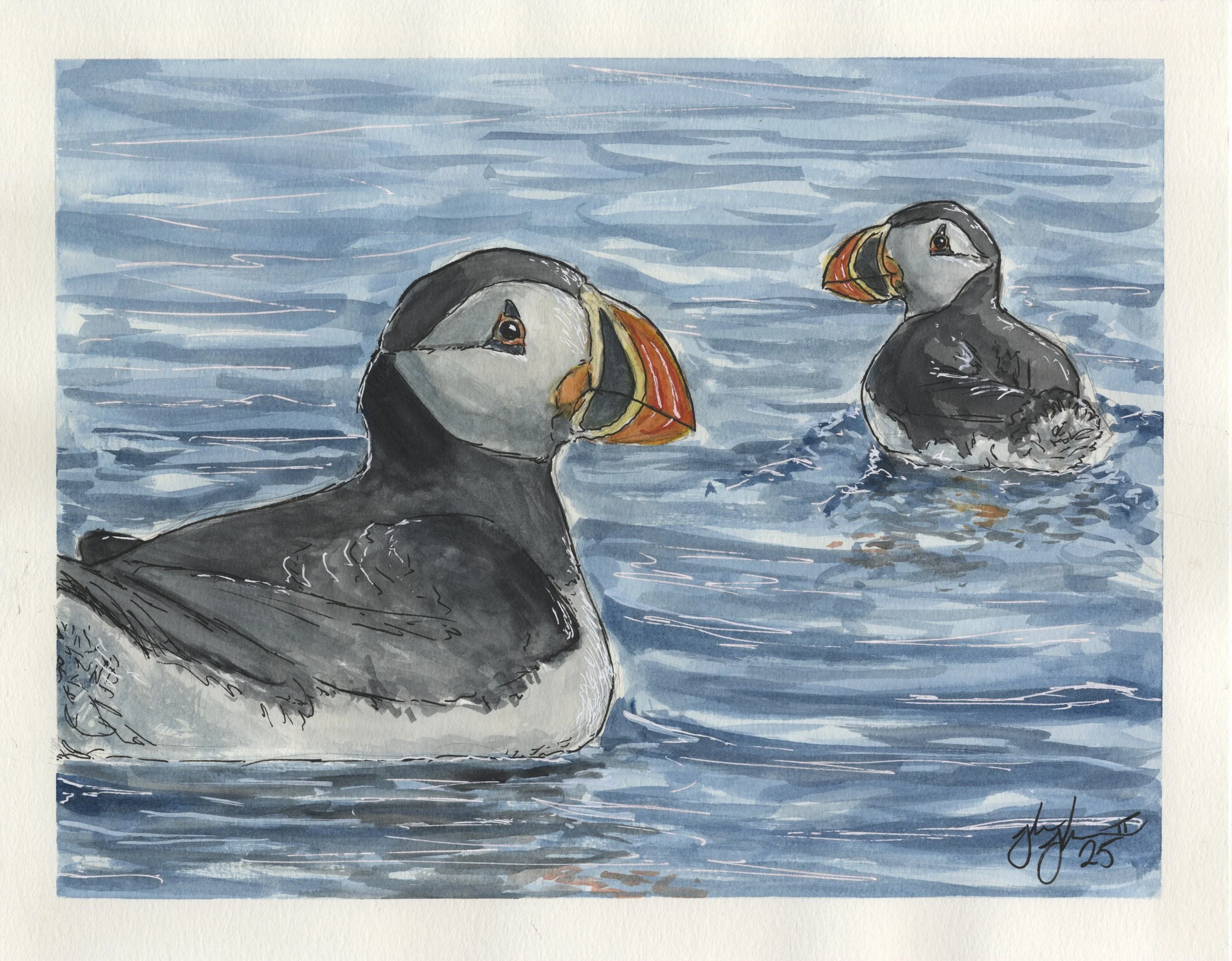 Puffins.jpg