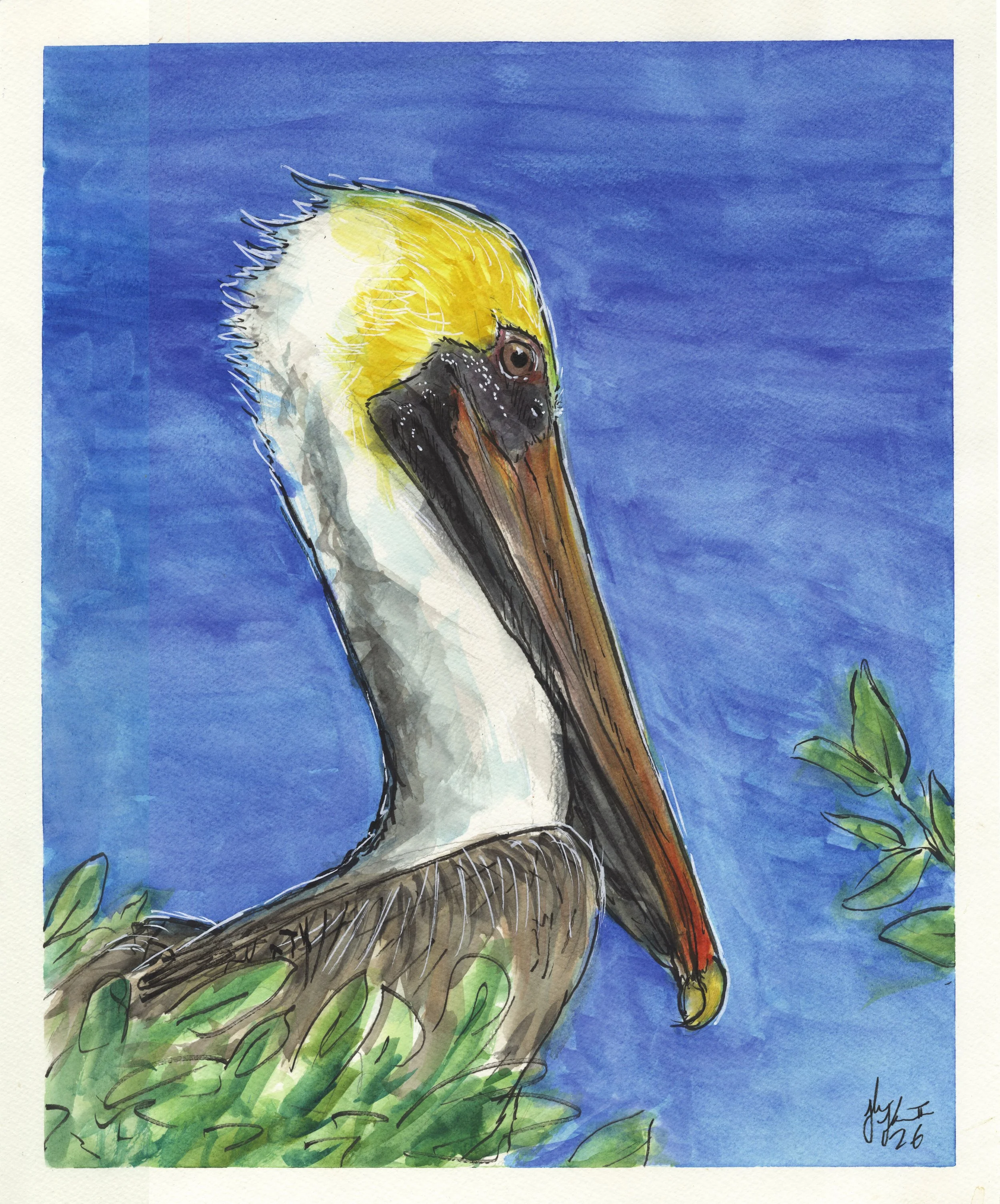 Brown Pelican.jpg