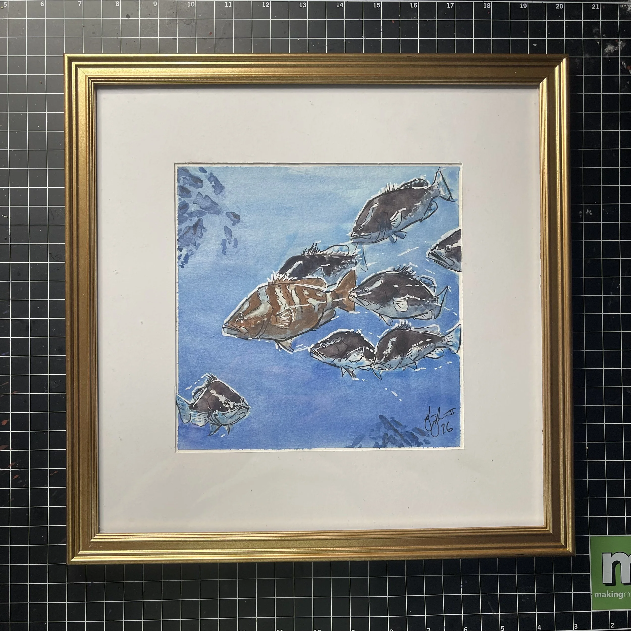 Nassau Grouper Spawn