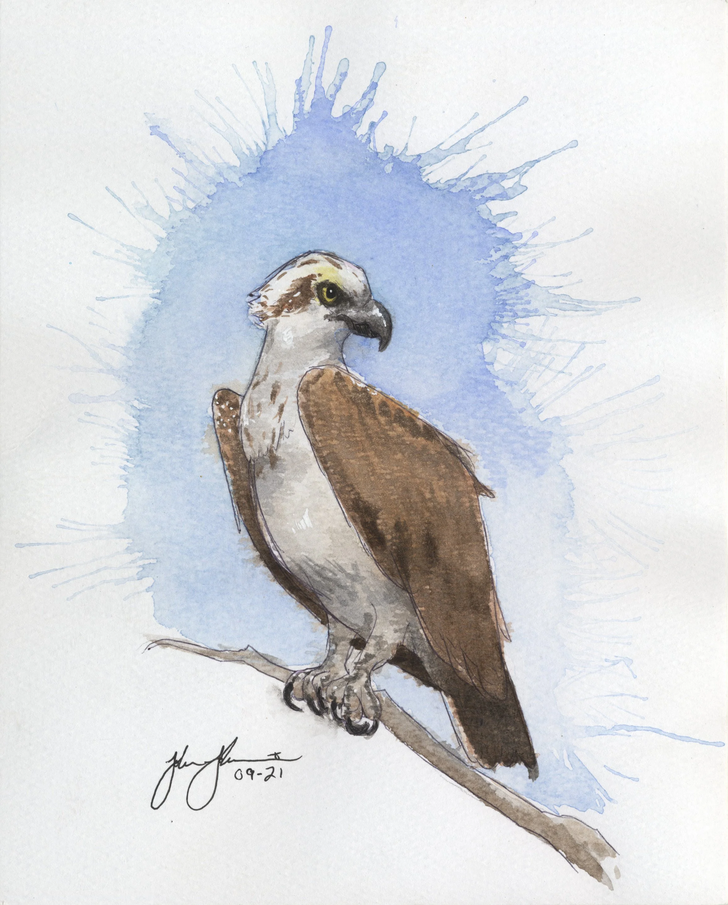 Osprey.jpg
