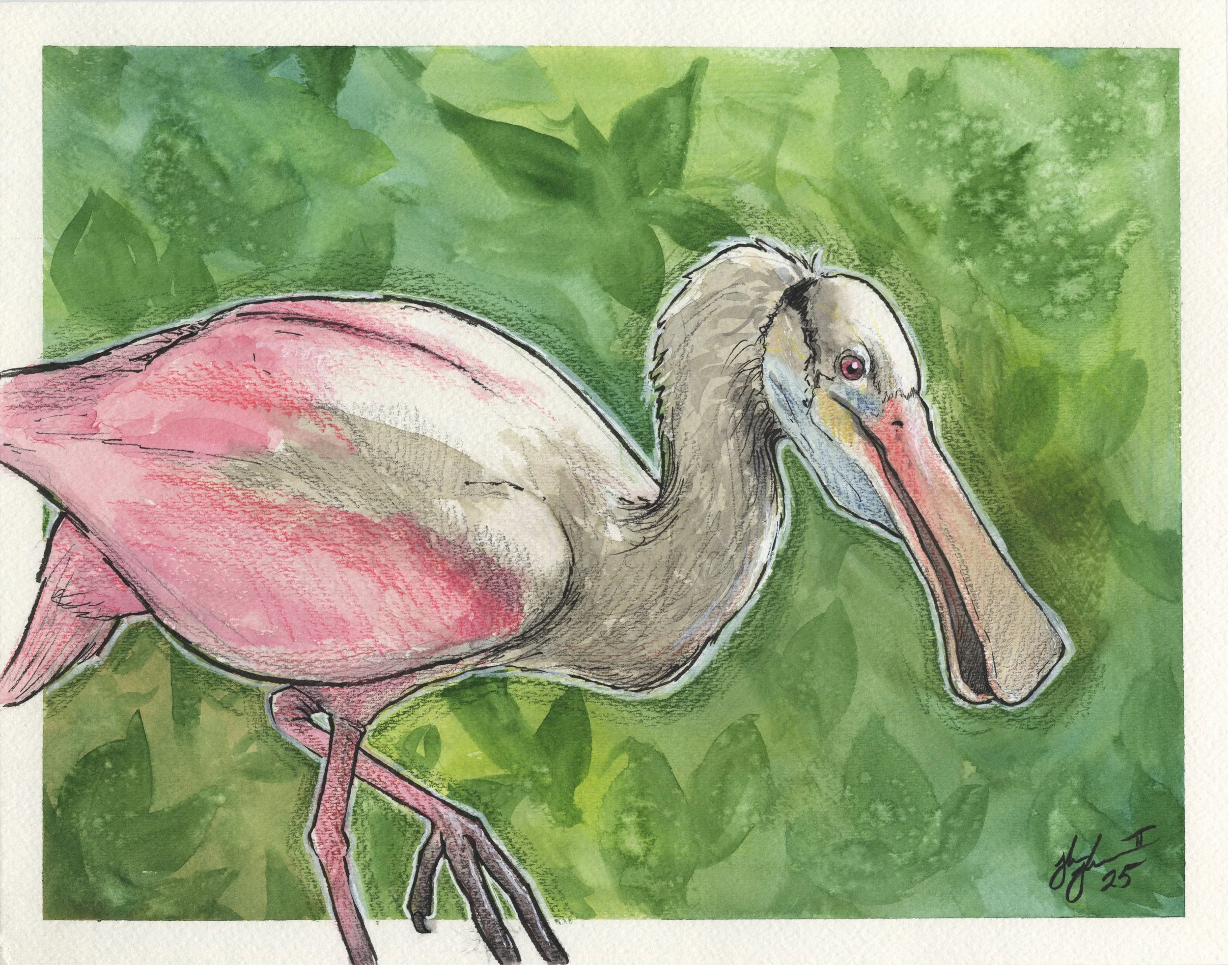 Roseate Spoonbill.jpg