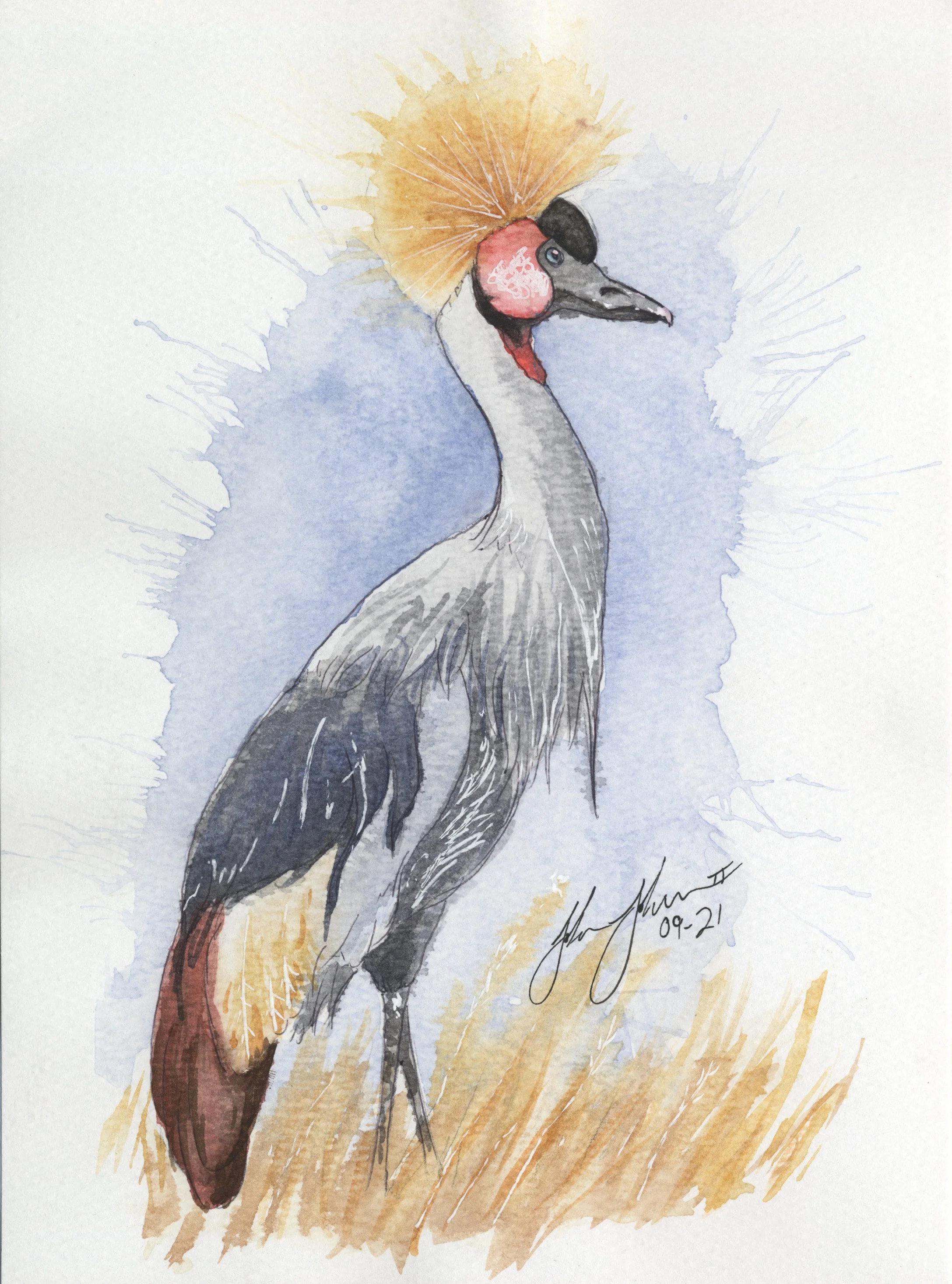 Gray Crowned Crane.jpg