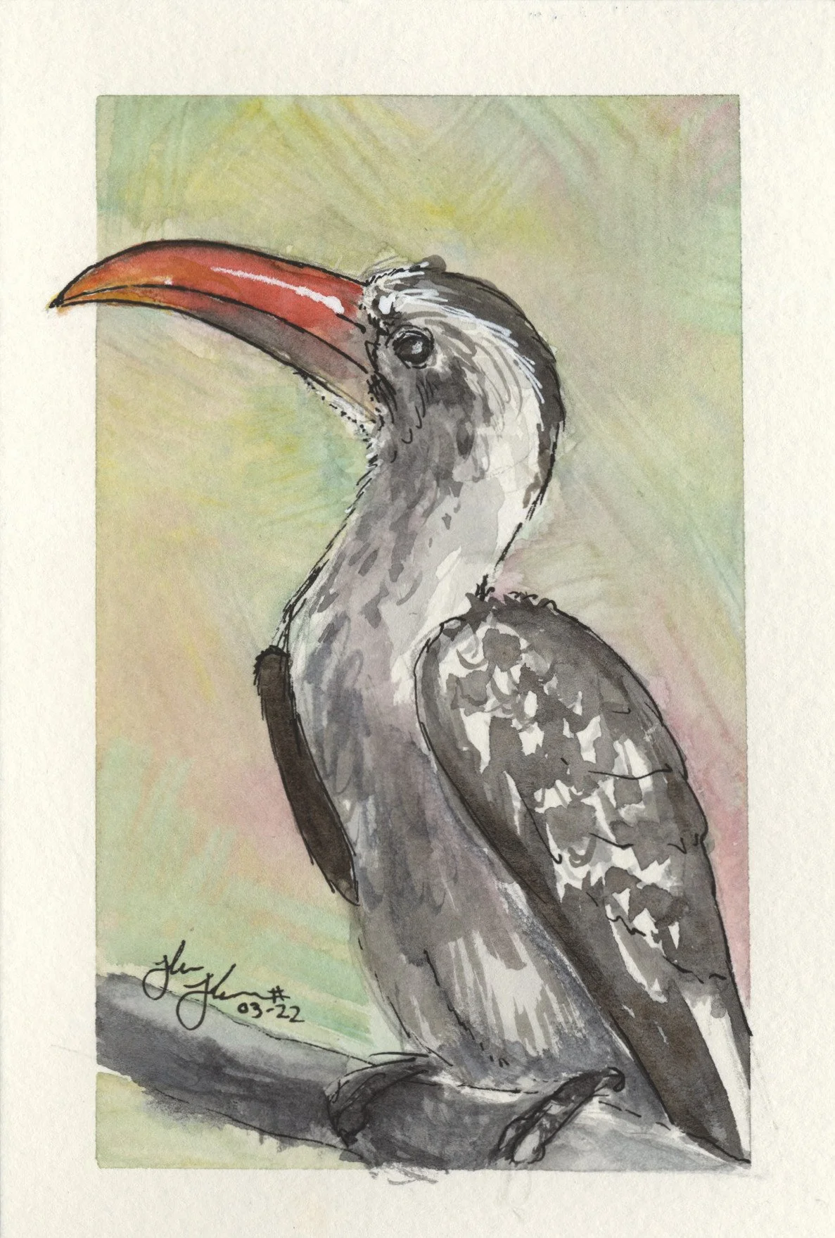Hornbill.jpg