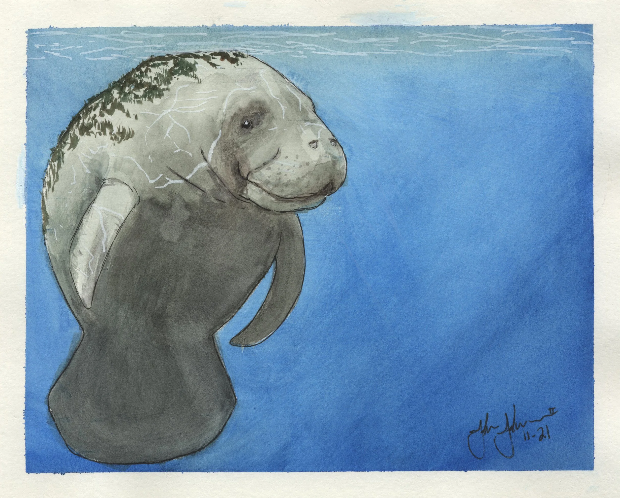 Mossy Manatee.jpg