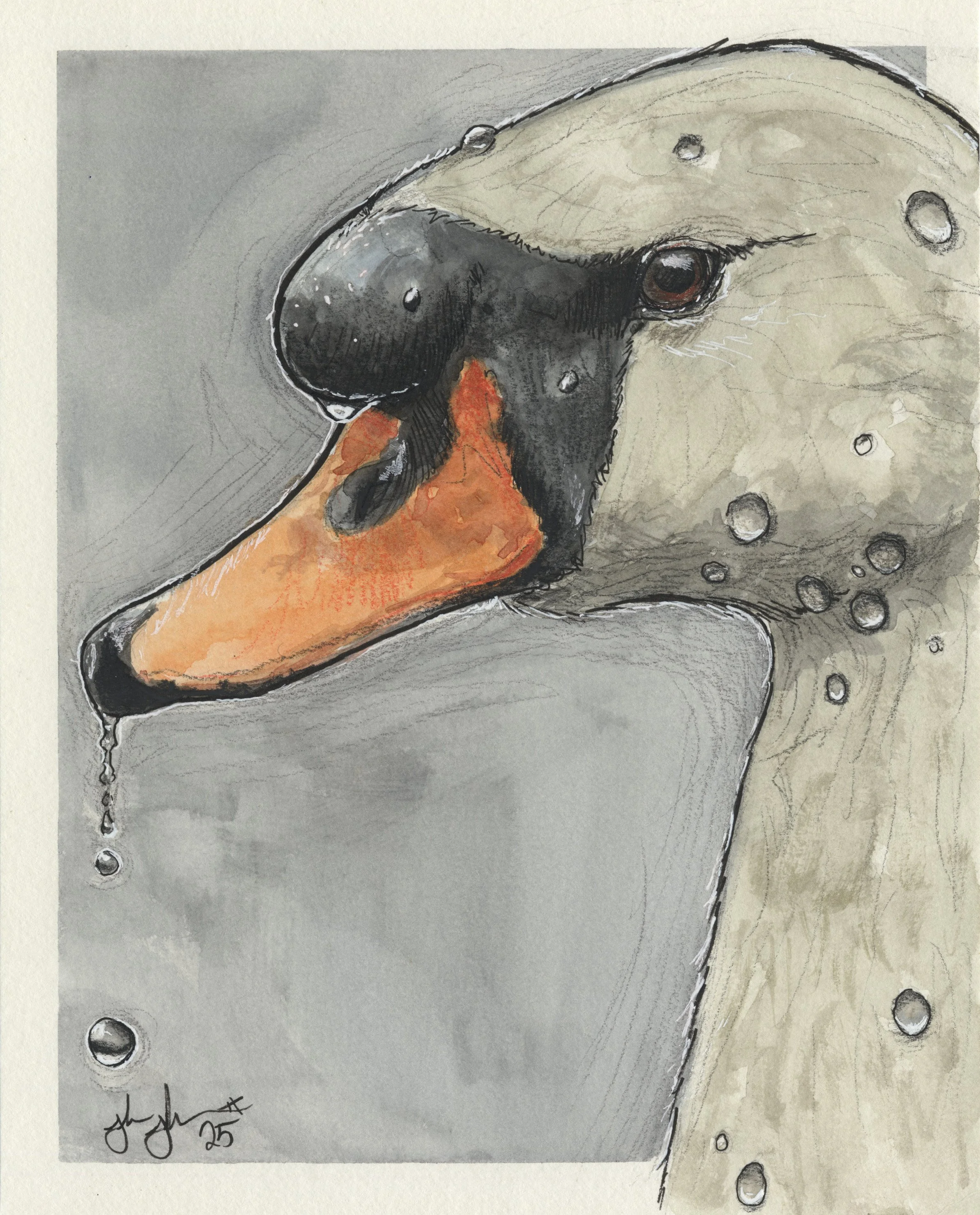 Deluco Swan.jpg