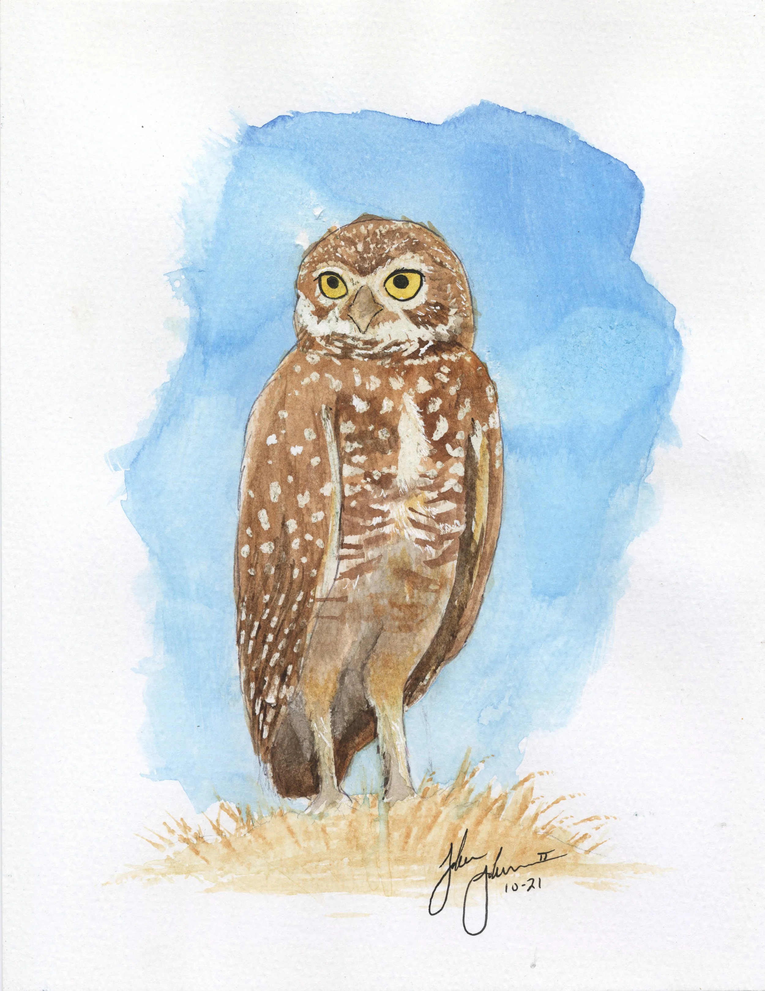 Burrowing Owl.jpg