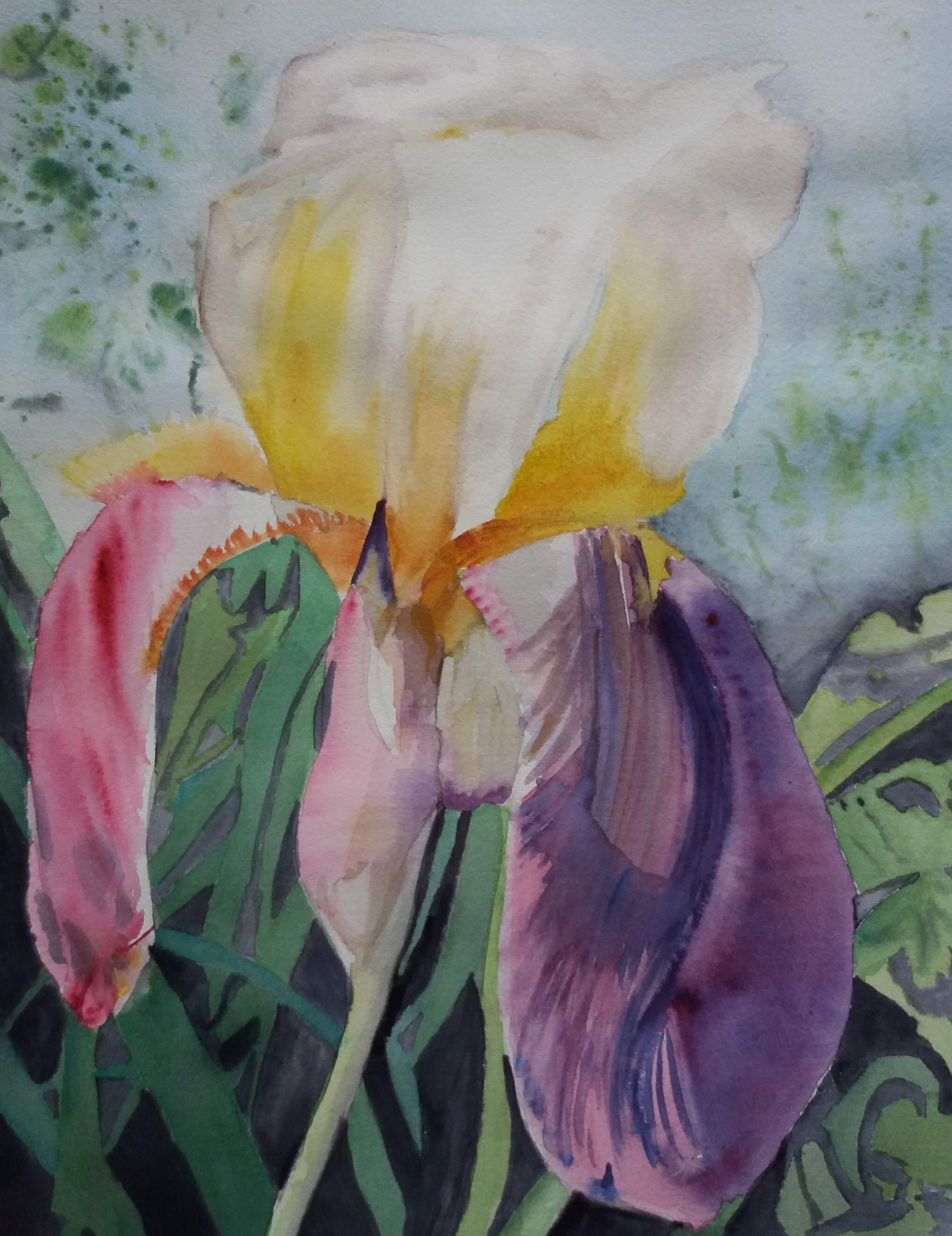 iris jaune et violette aquarelle pascale coutoux.JPG