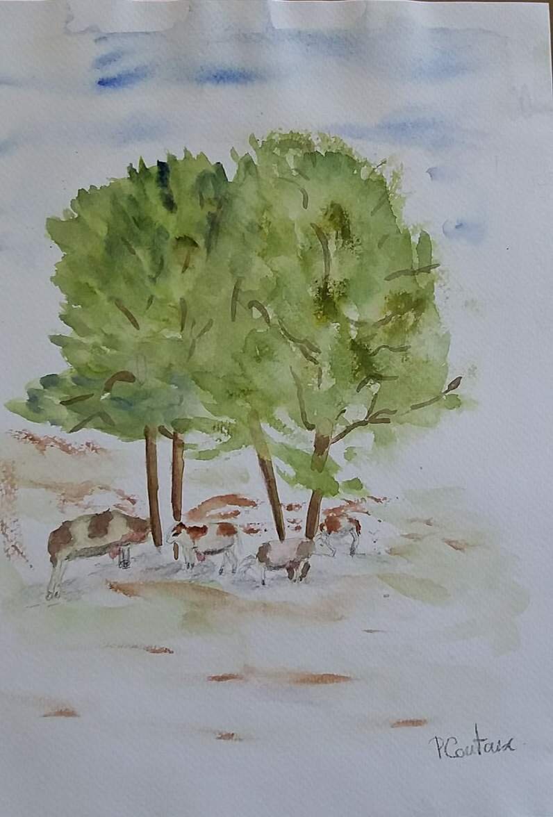 Vaches sous un arbre à la plaine de joux.JPG