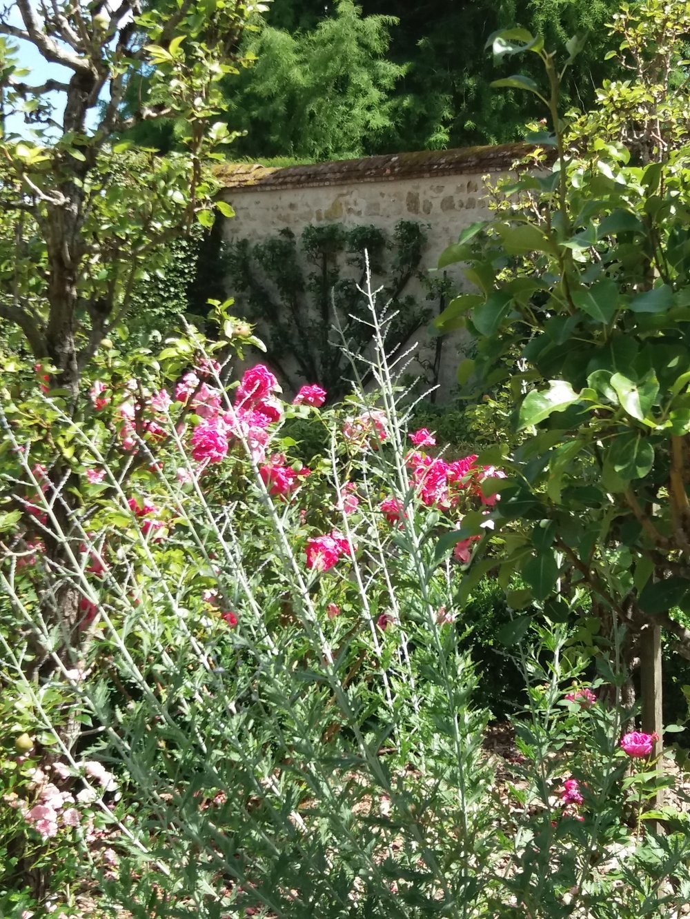 Fleurs 1des jardins du château d’ainay le vieil pascale coutoux.jpg