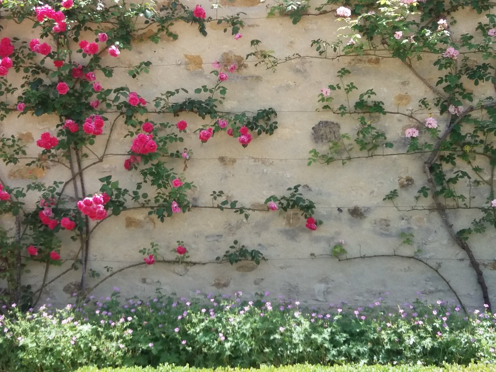 Fleurs 4des jardins du château d’ainay le vieil pascale coutoux.jpg