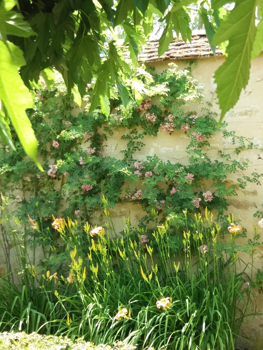 Fleurs 7des jardins du château d’ainay le vieil pascale coutoux.jpg