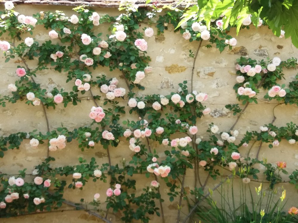 Fleurs 6des jardins du château d’ainay le vieil pascale coutoux.jpg
