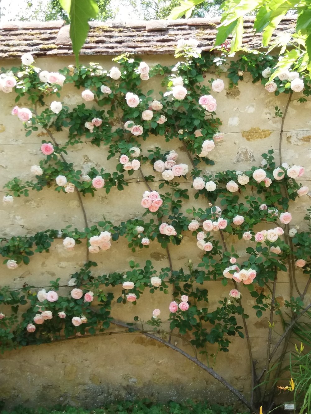 Fleurs 8des jardins du château d’ainay le vieil pascale coutoux.jpg