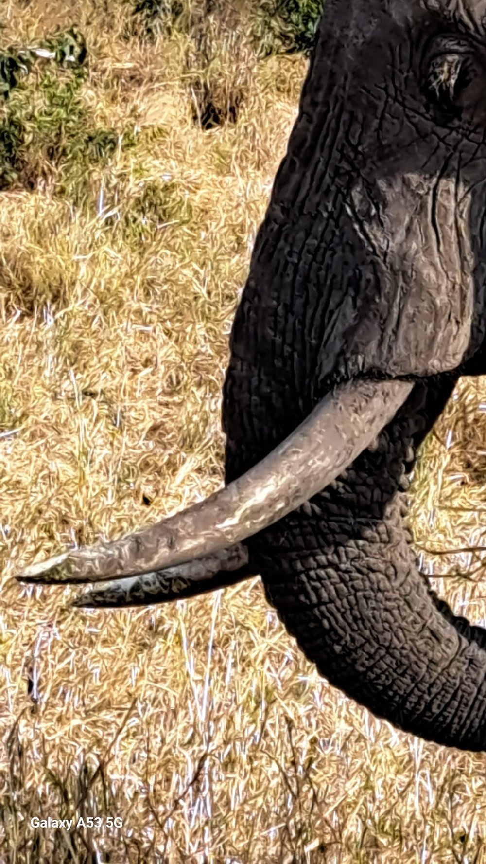 défenses de l'éléphant tarengire.jpg
