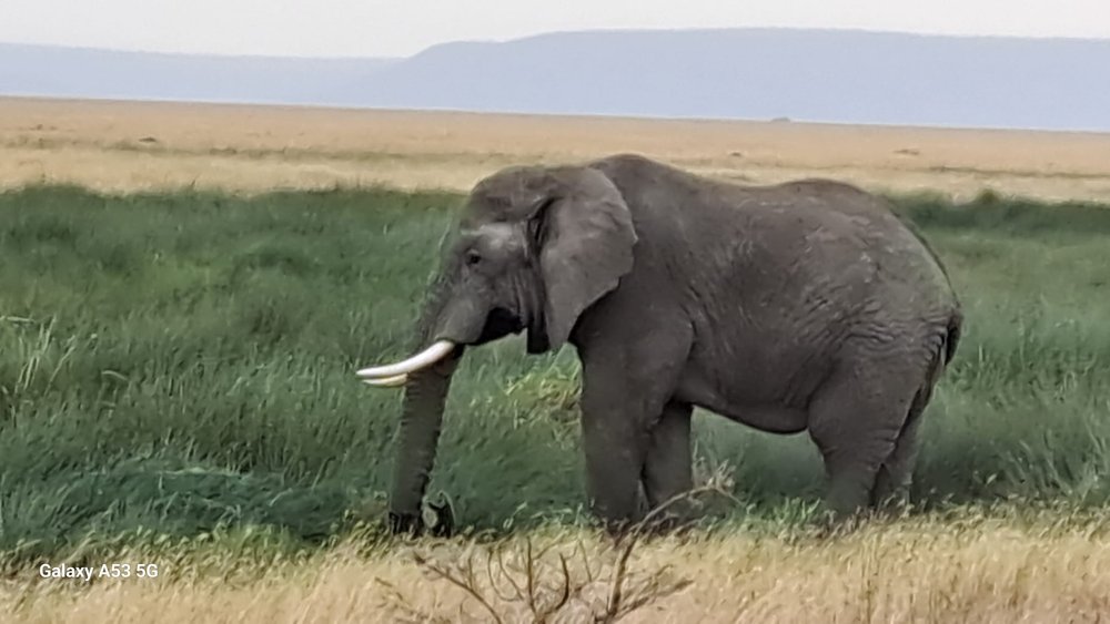 serengueti éléphant de profil.jpg