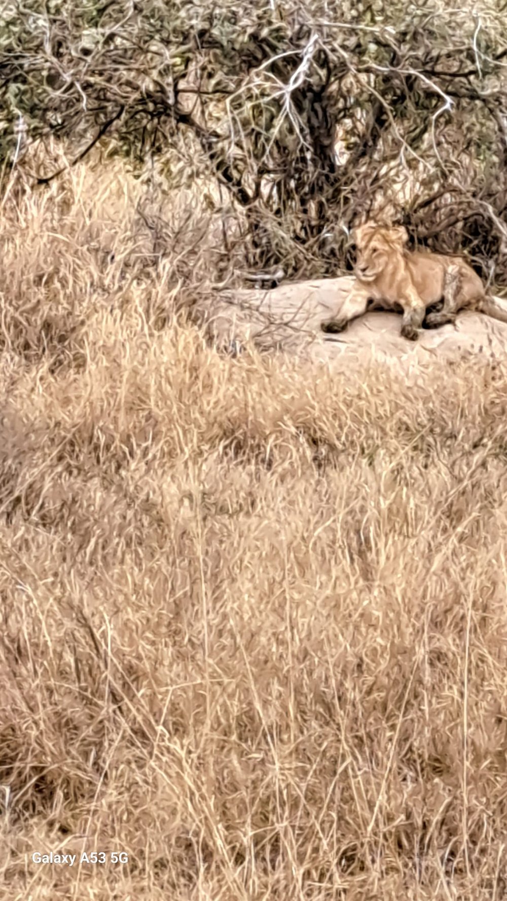 serengueti lionne sur un rocher.jpg