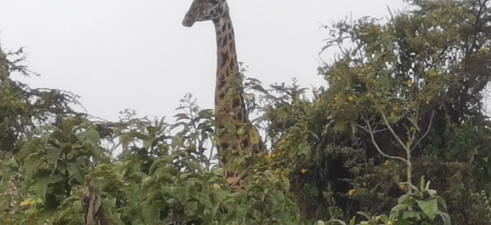 serengueti girafe2.jpg