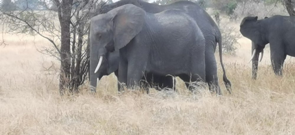 serengueti gros éléphants.jpg