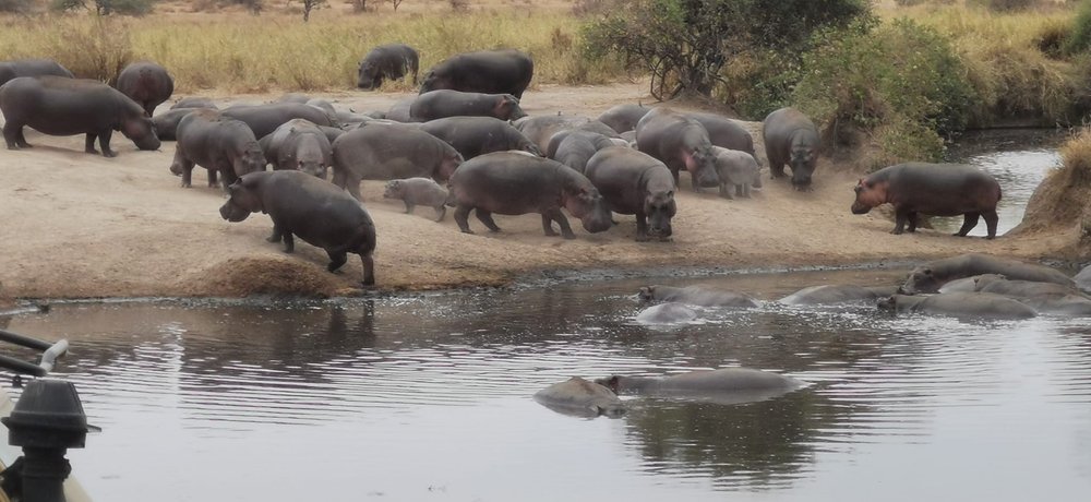 serengueti troupeau d'hippopotames.jpg