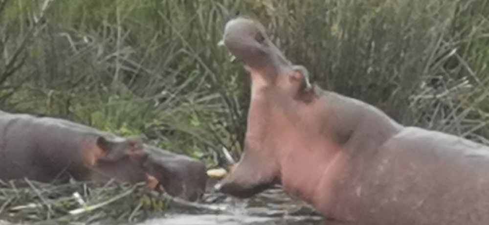 hippos se battant.jpg