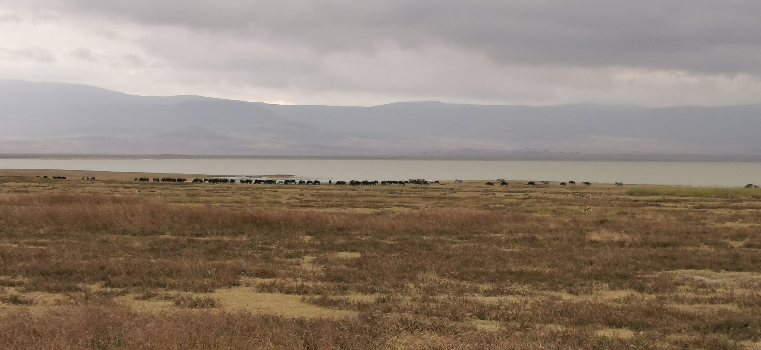 ngorongoro paysage avec troupeau gnous.jpg