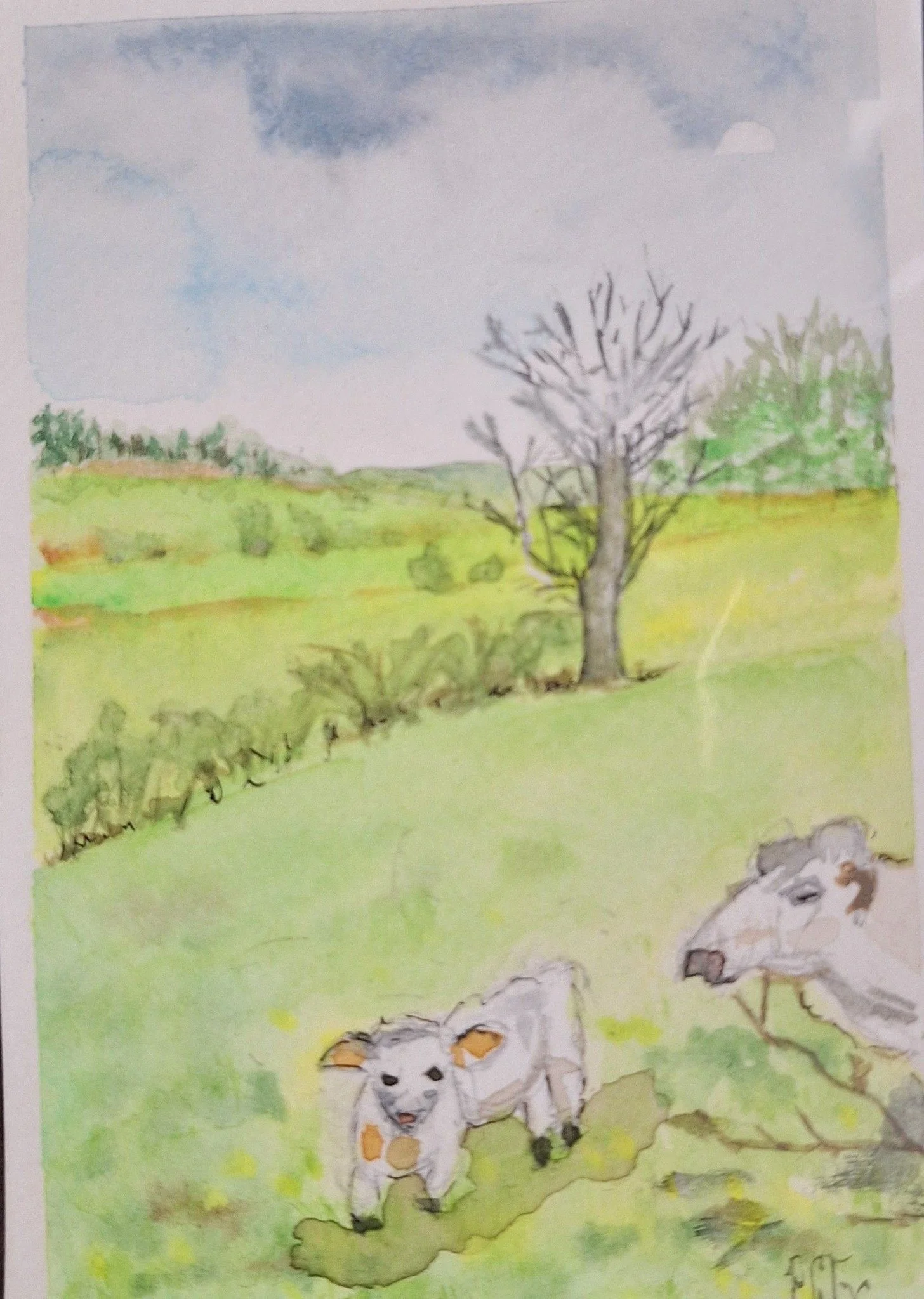 veau gambadant dans un pré dans le morvan.jpg