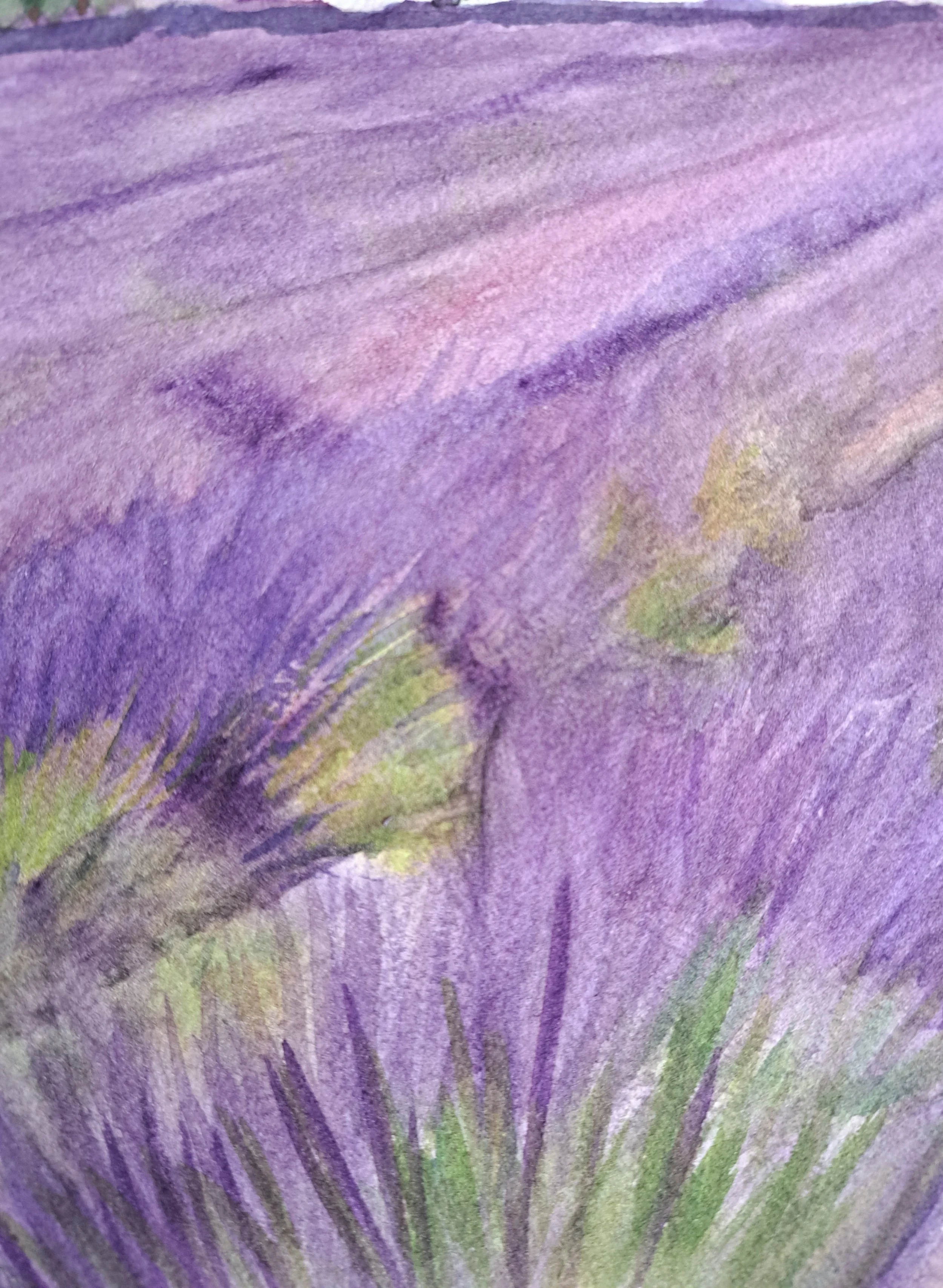 abbaye de sénanque -aquarelle-detail-lavande- pascale-coutoux.jpg