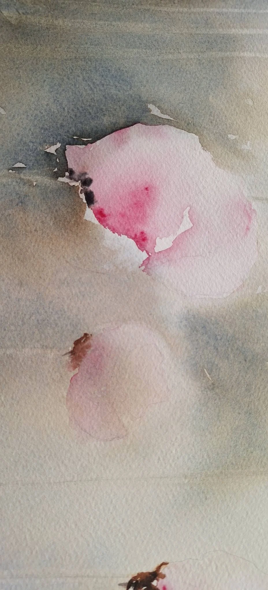 coquelicots- roses- légers- det1- aquarelle- pcoutoux.jpg