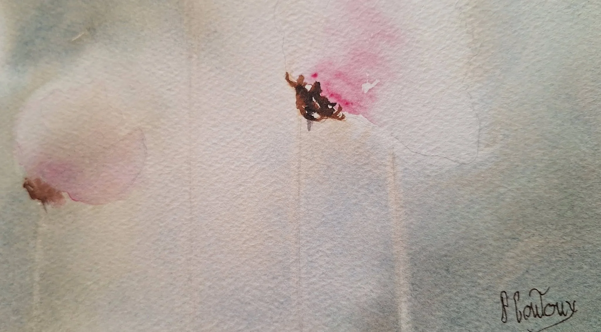 coquelicot-s roses- légers- det2- aquarelle- pcoutoux.jpg