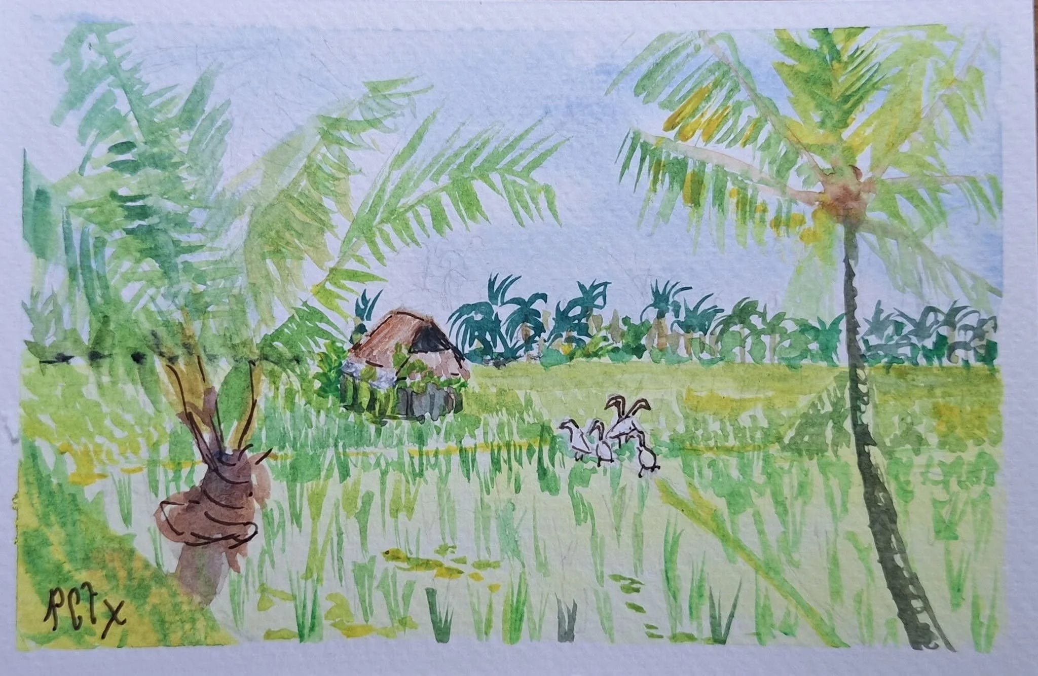 rizières à bali aquarelle pcoutoux.jpg