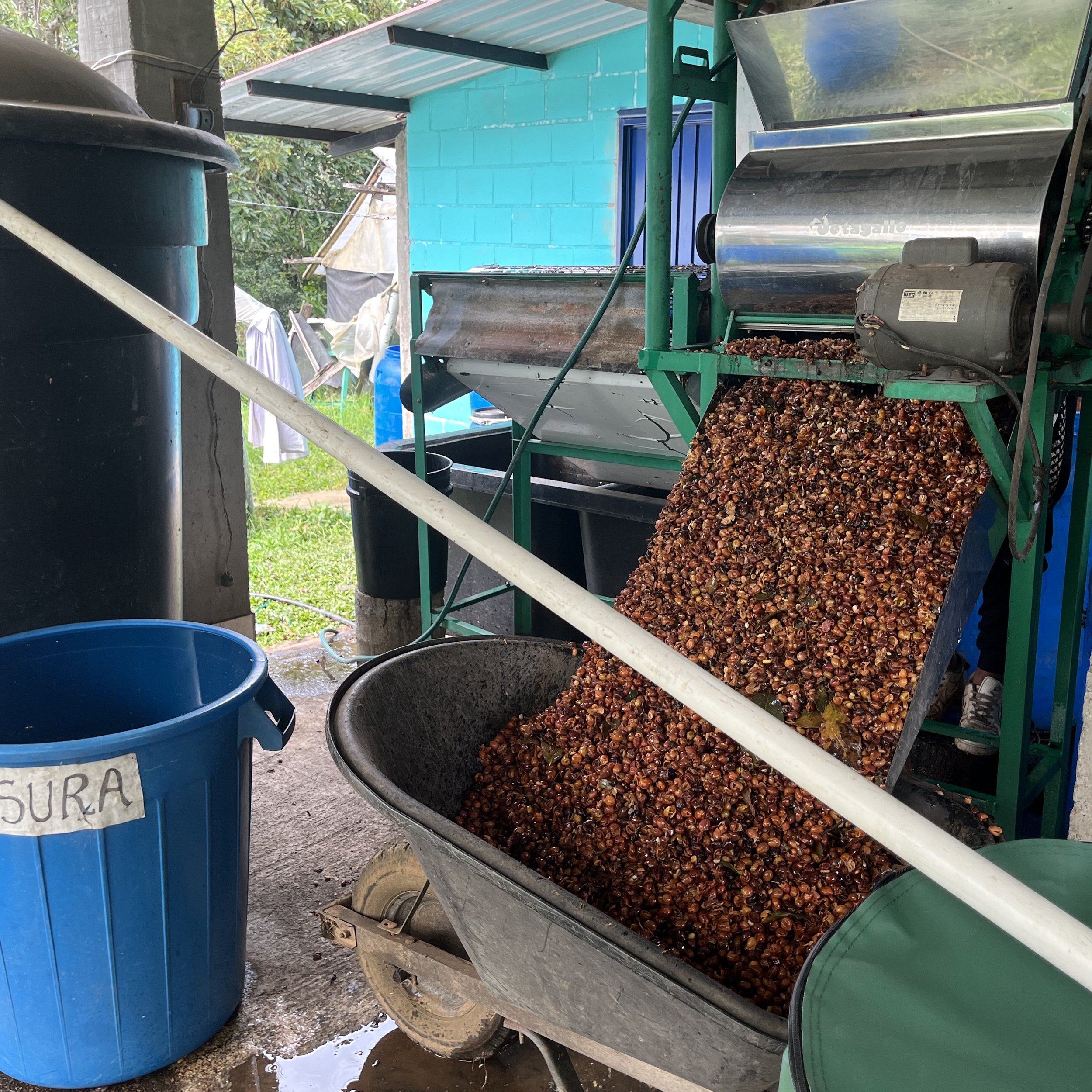 Depulping, Finca Patio Bonito