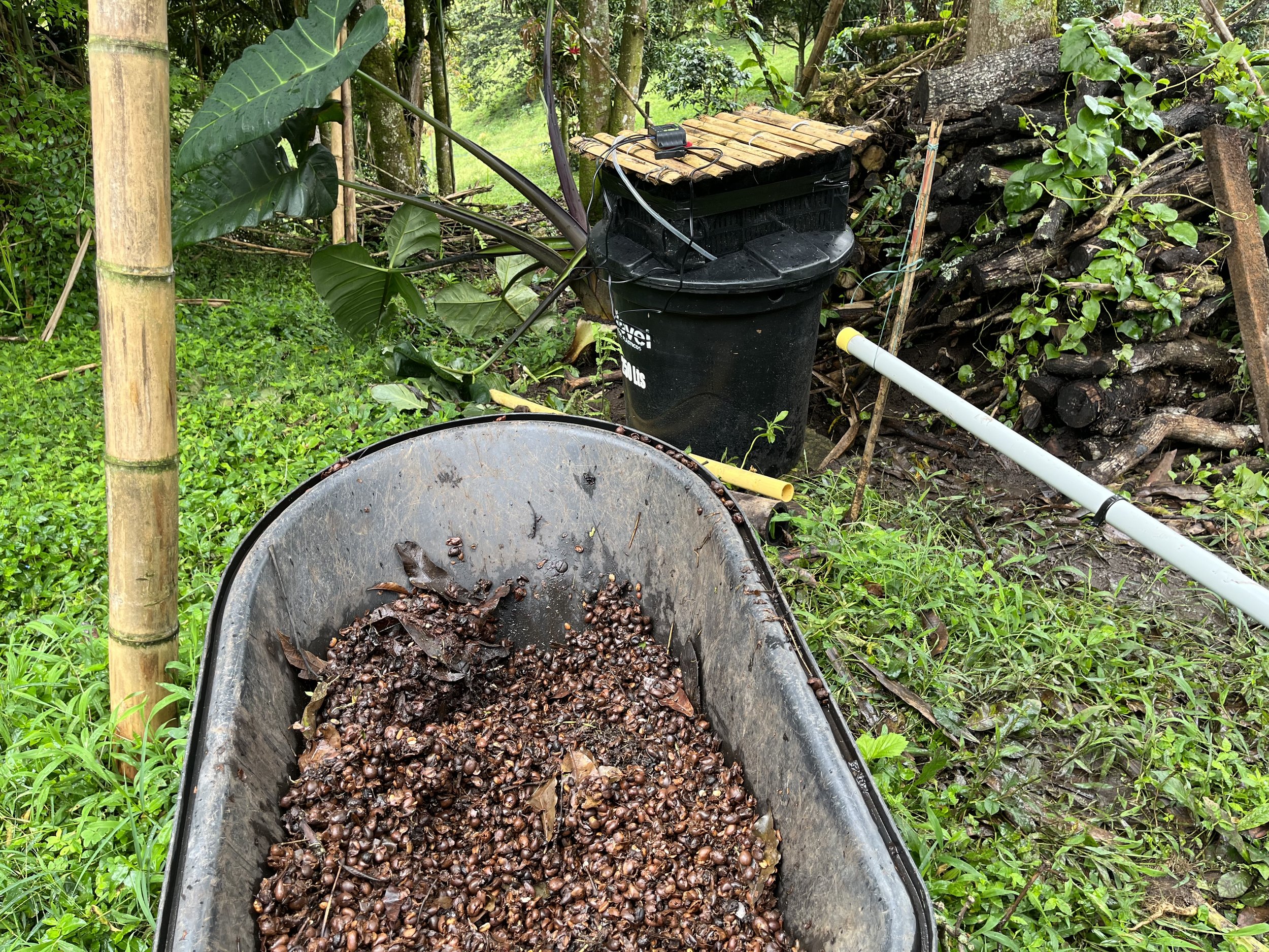 The fresh coffee cascara, Finca Patio Bonito