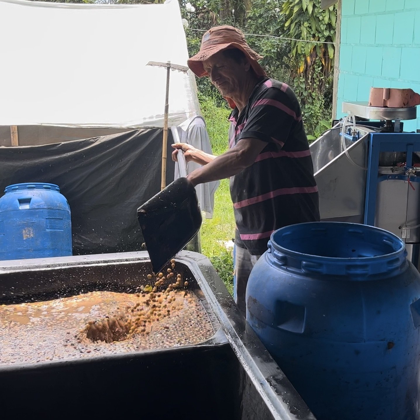 Coffee cherry washing and sorting, Finca Patio Bonito