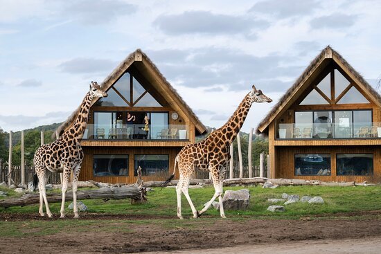 giraffe-lodge.jpg