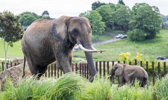 Elephants-at-West-Midlands-Safari-Park-2.jpg
