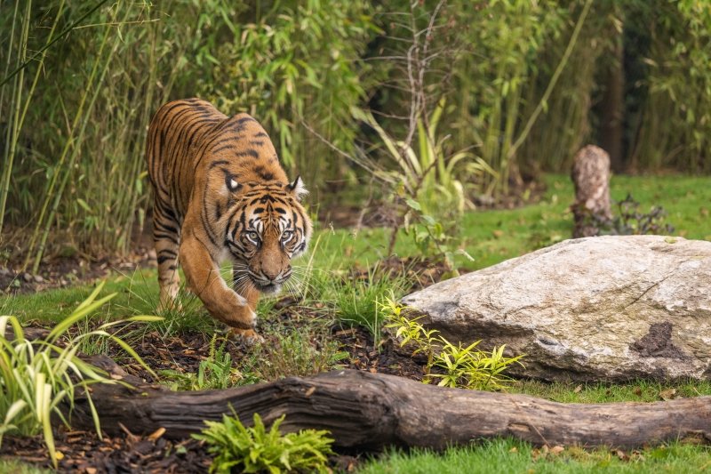 Tiger-Tropics-Dourga-07.jpg