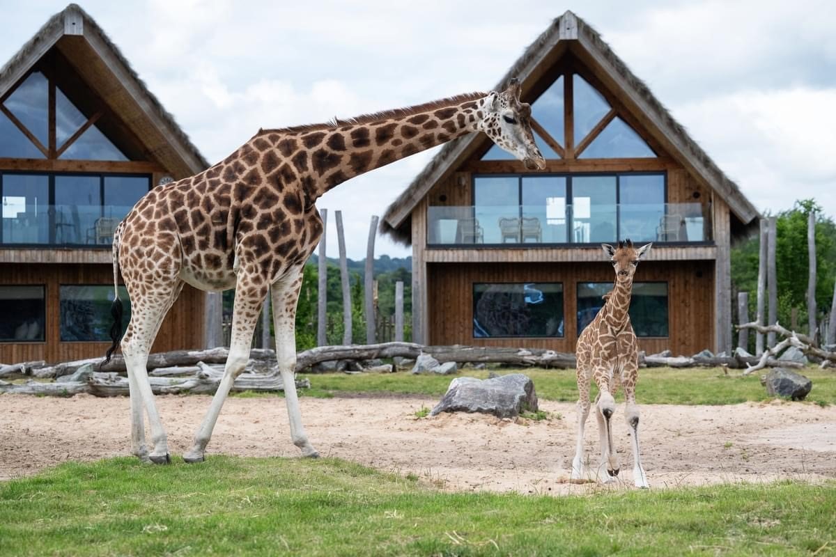giraffe.jpg