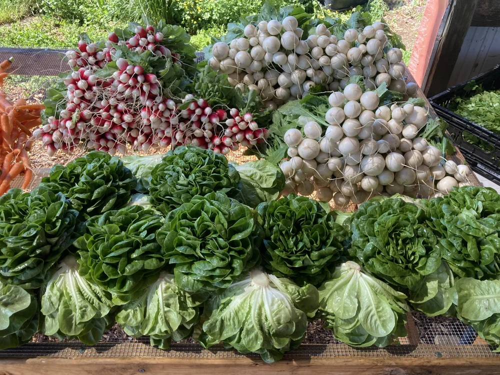 DreamTime Market Gardens photo