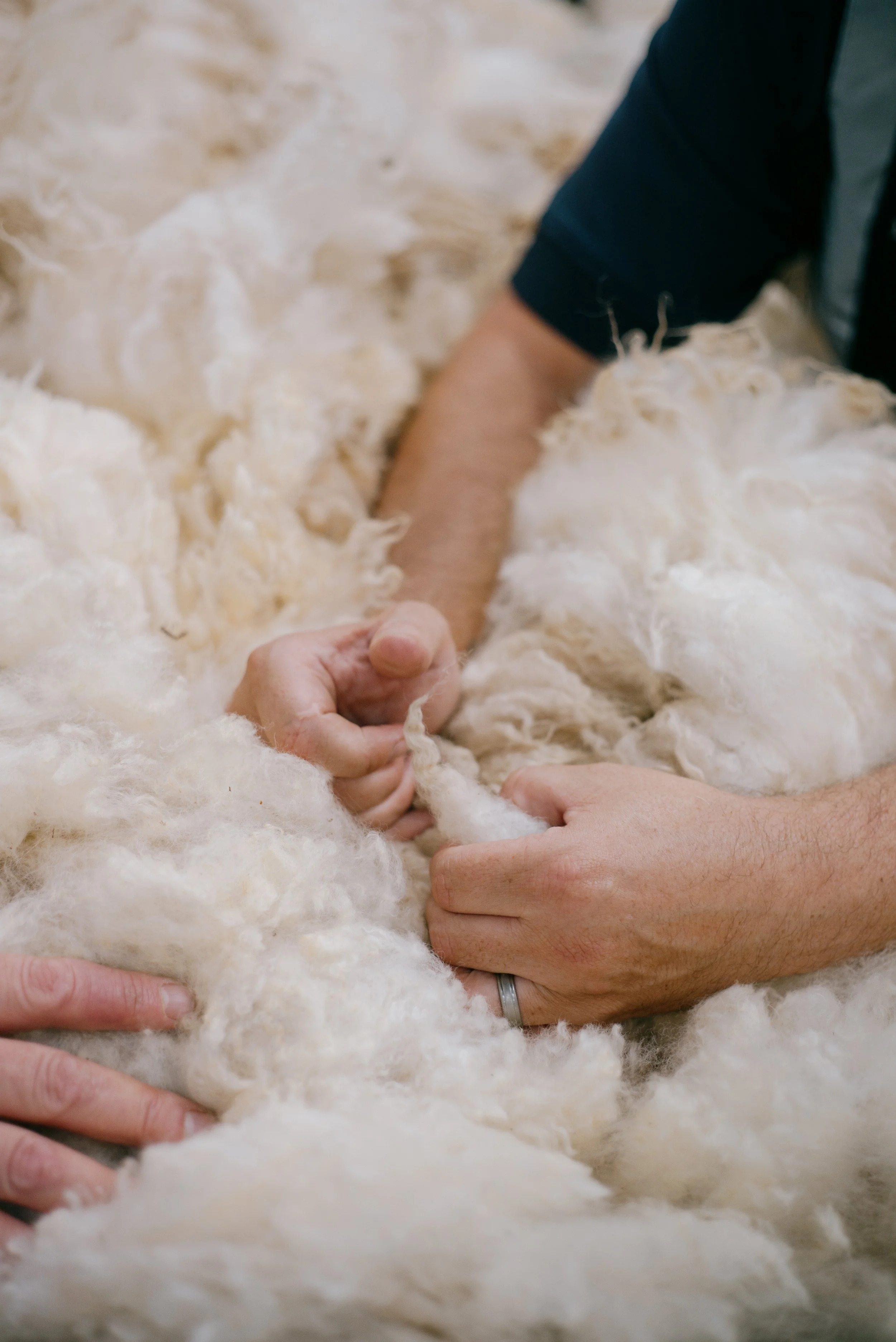 Close-up of people handling raw wool or fleece, with hands reaching into a pile of white fluffy wool, possibly during shearing or wool processing.